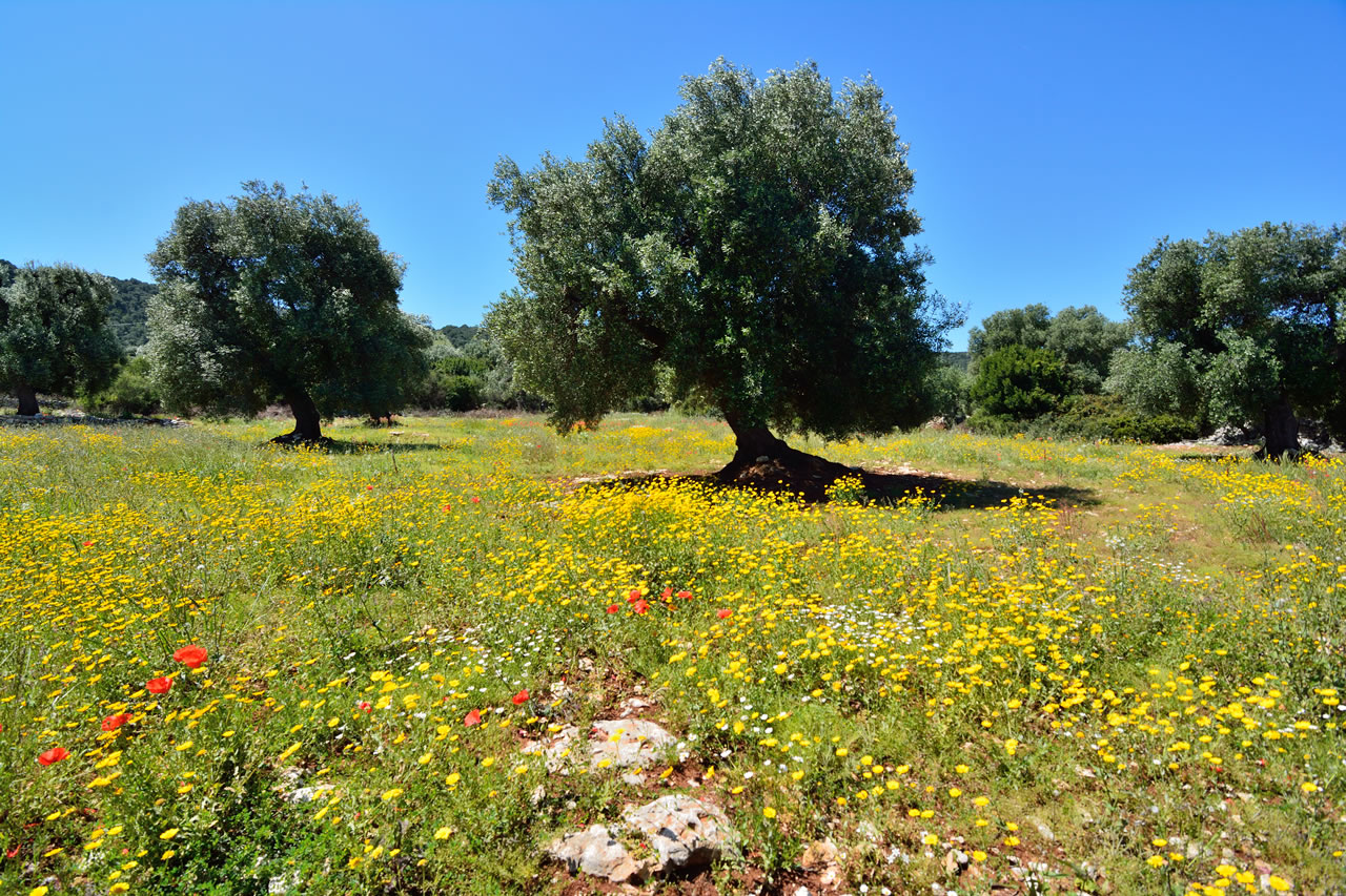 Paesaggi della Valle d’Itria
